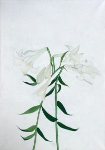 Lilies